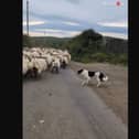 Clever sheepdog springs into action when herd of sheep loses its way