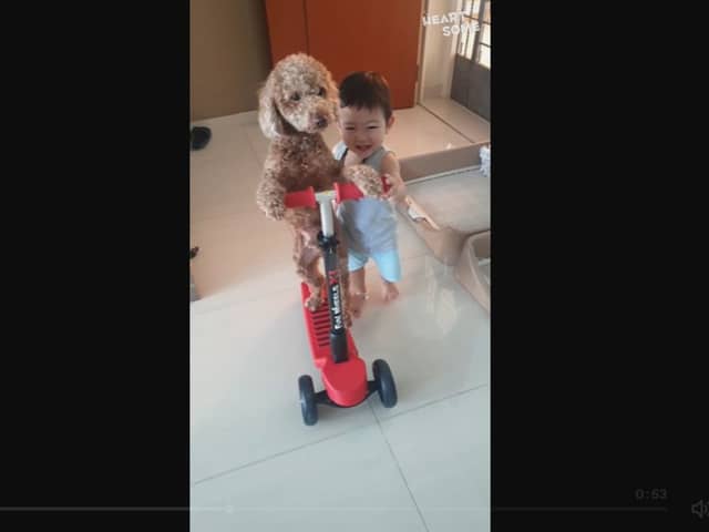 Fluffy dog rides a scooter with help of adorable toddler