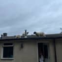 A Lancashire homeowner has described the 'hilarious' moment when she found a flock of sheep walking around on her roof.