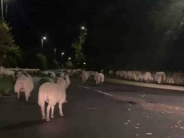  Hundreds of escaped sheep were pictured blocking a bypass in the early hours of the morning - after a country gate was left open. 