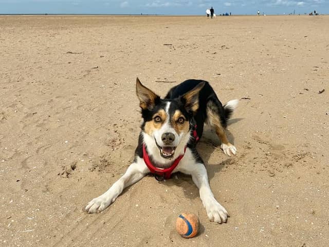 Border Collie Jax.