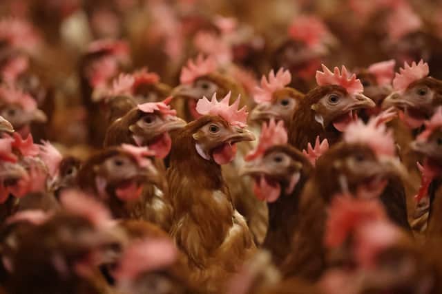 A teenager has been hospitalised after contracting bird flu, in the first suspected case found in the country.
