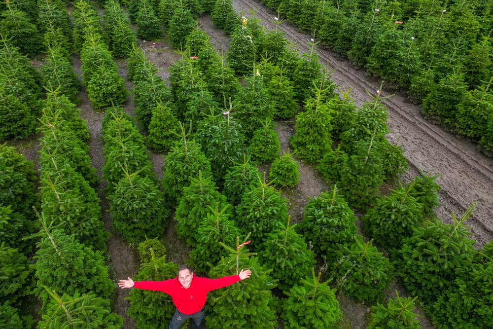 Owner Toby Ryley at Friezeland Christmas tree farm in Warwickshire