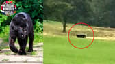Big cats sightings are regularly reported across the UK.
