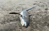 The thresher shark washed up on Par beach, Cornwall.