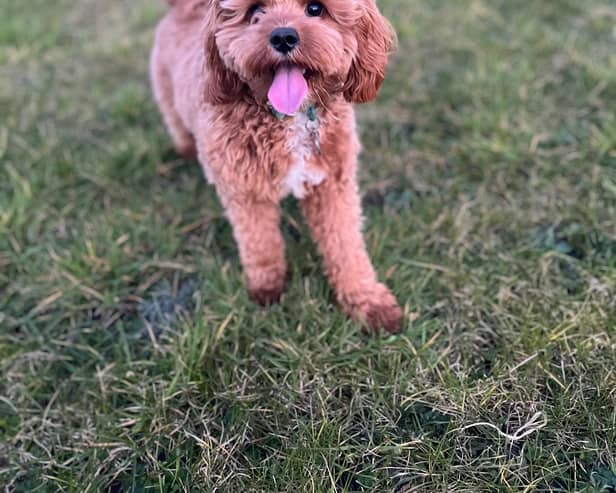 Things in the garden toxic to dogs