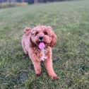 Things in the garden toxic to dogs