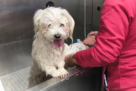A small dog being groomed 