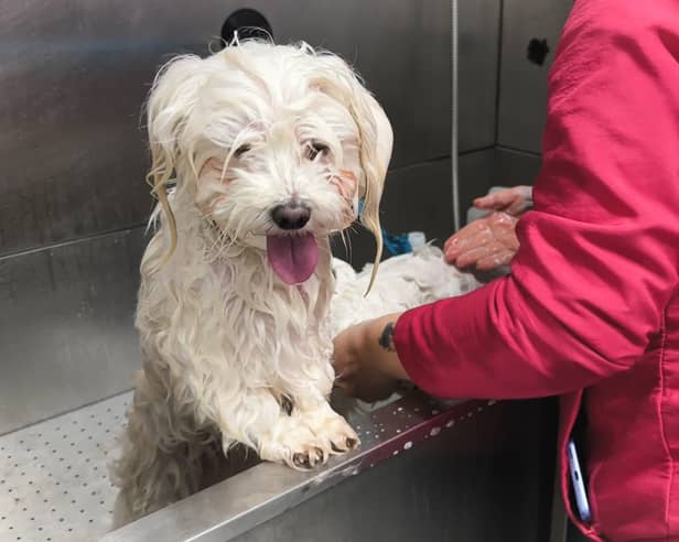 A small dog being groomed 