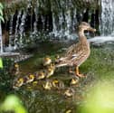 Mallard ducklings and mother in the Wesley Brook, Shifnal, Shropshire.