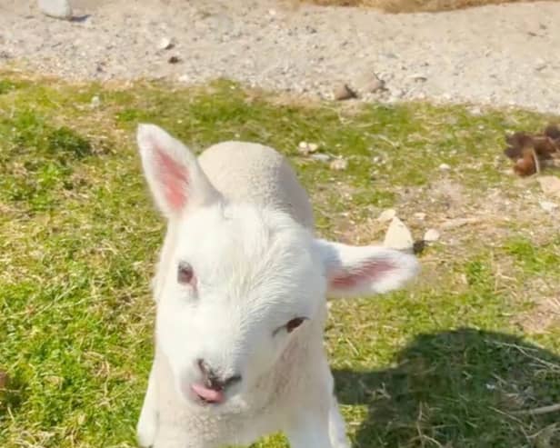 Wonky the lamb.