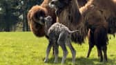 Fluffy rare camel calf wobbles with mum in adorable video