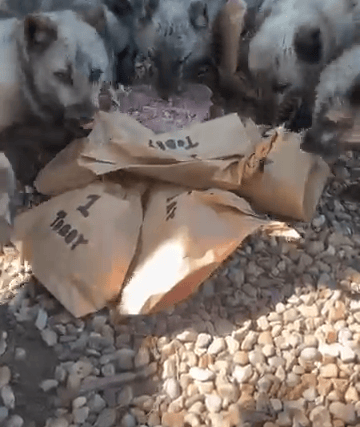 Arctic foxes share blood-lolly birthday treat