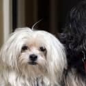 Pets at Home has posted flat revenue, with retail and vet services pulling in opposite directions.