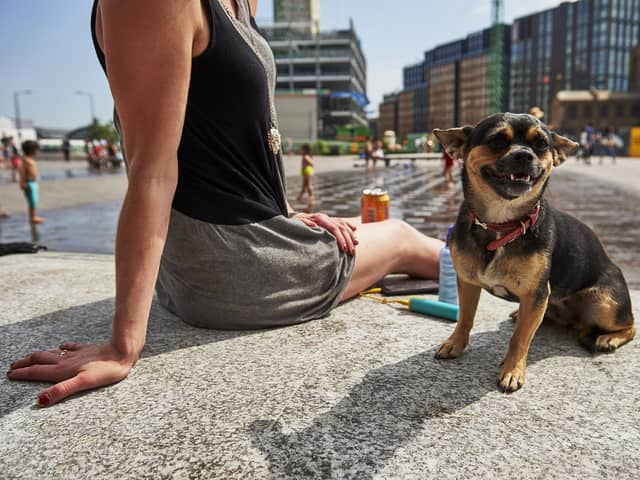 The 7 second rule all dog owners should know before walking in the heat.