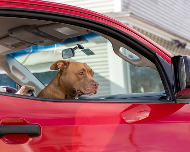 Leaving your dog alone in the car can be dangerous or even deadly.