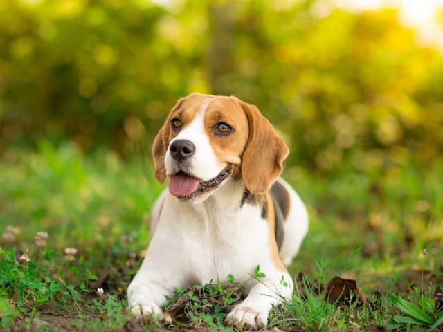 Keep your dog cool during the heatwave with these gadgets
