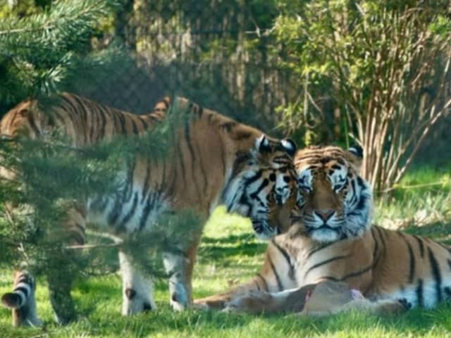 Save 56% on tickets for Knowsley Safari Park - the perfect day out during the school holidays 