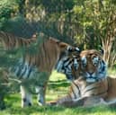 Save 56% on tickets for Knowsley Safari Park - the perfect day out during the school holidays 