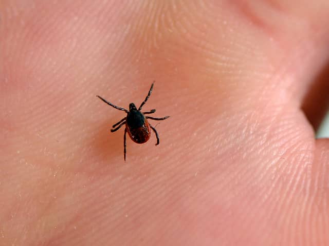 Latest reports show there was more than 1,500 cases of Lyme disease in 2024.
