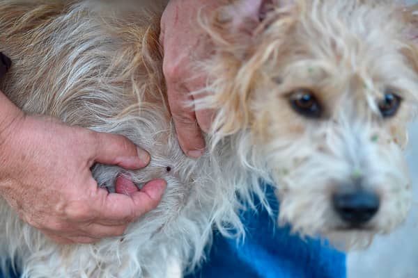 One in 20 cases of tick-borne diseases can be fatal in dogs.