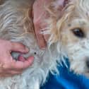 One in 20 cases of tick-borne diseases can be fatal in dogs.