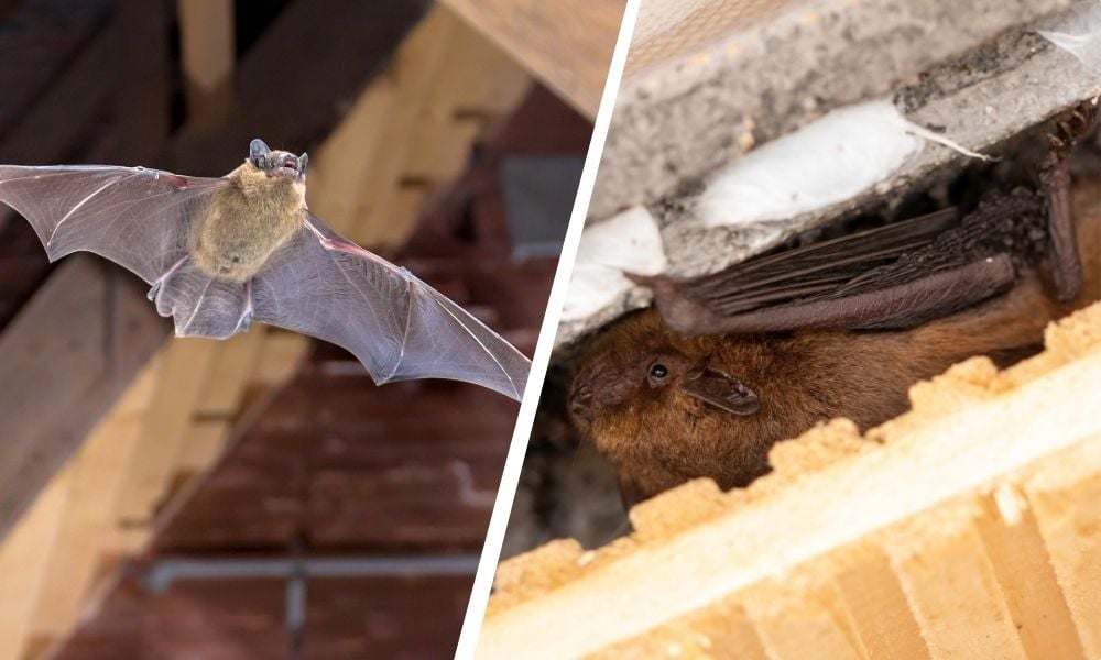 Got Bats? What to Do If Bats Choose Your House to Hibernate in This...