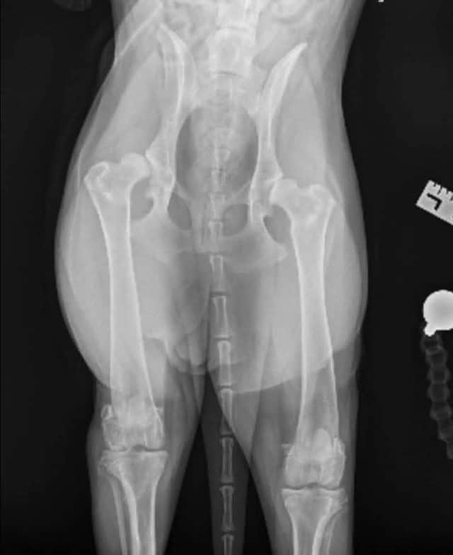 Zena's X-ray shows hip dysplasia