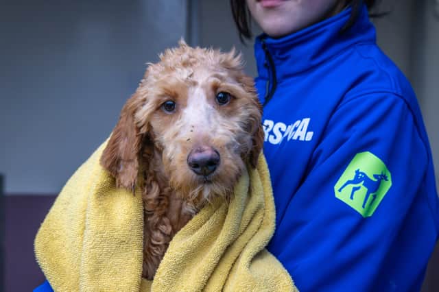 There has been a particularly large increase in demand for RSPCA services in the North West