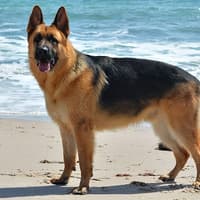 Dangerous dog attack charges are denied by people from Wigan and St Helens