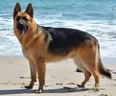 Two people have denied having and out-of-control German shepherd, similar to to this one, which attacked someone