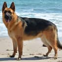 Two people have denied having and out-of-control German shepherd, similar to to this one, which attacked someone