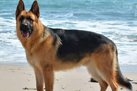Two people have denied having and out-of-control German shepherd, similar to to this one, which attacked someone