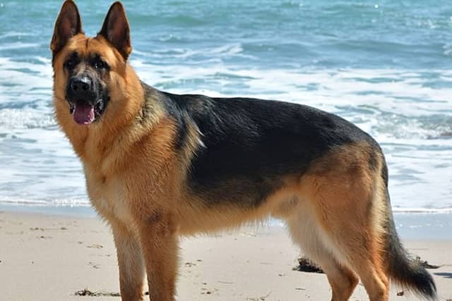 Two people have denied having and out-of-control German shepherd, similar to to this one, which attacked someone