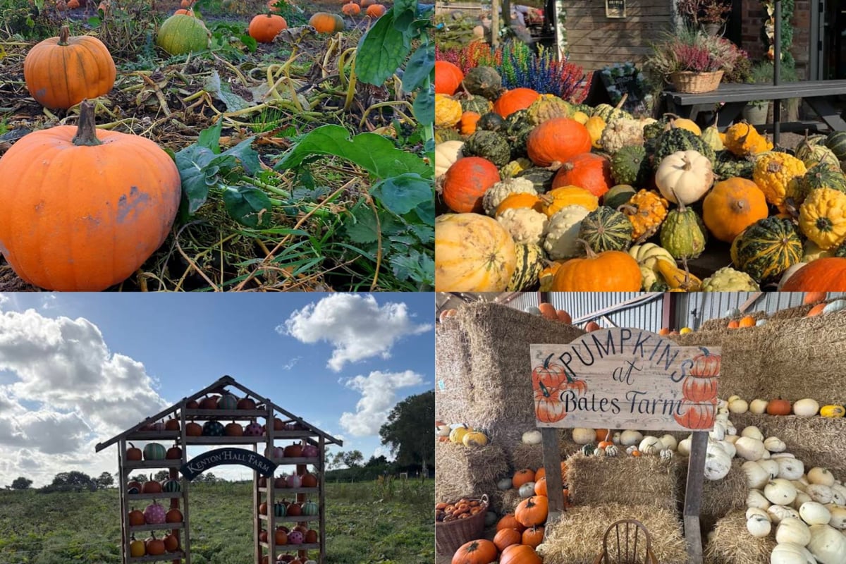 10 perfect places in and around Wigan borough for pumpkin picking