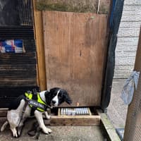 How a sniffer dog tracked down a large stash of phoney tobacco at a Wigan shop
