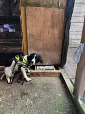 A police sniffer dog traces some of the illegal tobacco products hidden at the shop in Beech Hill