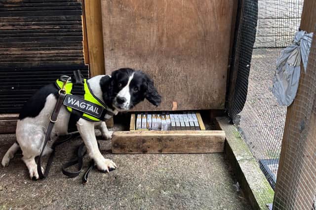 A police sniffer dog traces some of the illegal tobacco products hidden at the shop in Beech Hill