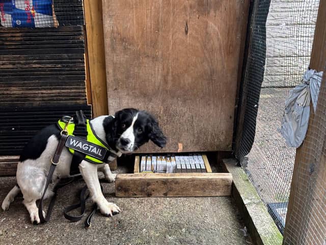 A police sniffer dog traces some of the illegal tobacco products hidden at the shop in Beech Hill