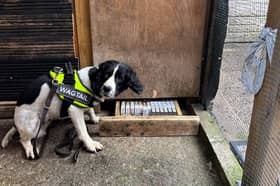 A police sniffer dog traces some of the illegal tobacco products hidden at the shop in Beech Hill