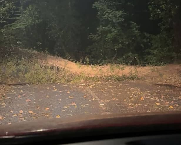 A tree down on Gathurst Lane. Picture: Rebekah Aldred