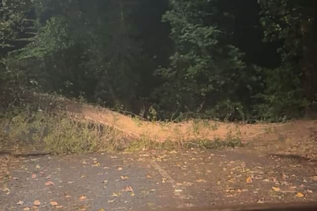 A tree down on Gathurst Lane. Picture: Rebekah Aldred
