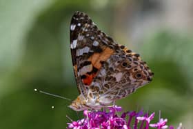 Soaking up the sun and nectar!