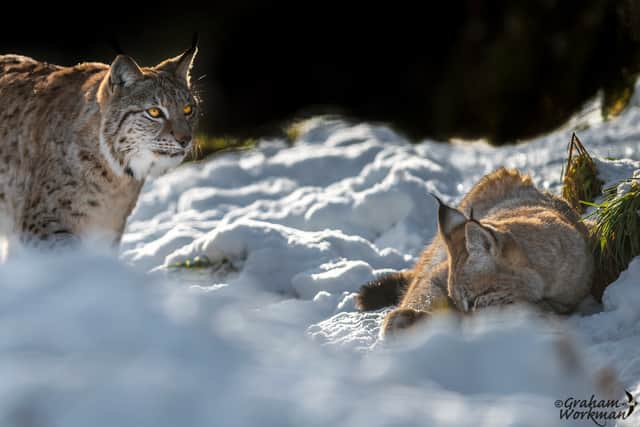 A mated pair of Eurasian lynx
