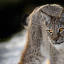 The lynx: wouldn't it be wonderful to have this iconic cat back in the UK?