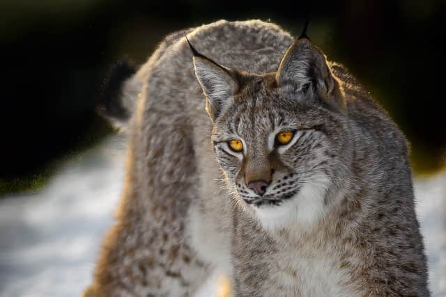 The lynx: wouldn't it be wonderful to have this iconic cat back in the UK?