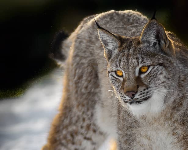 The lynx: wouldn't it be wonderful to have this iconic cat back in the UK?