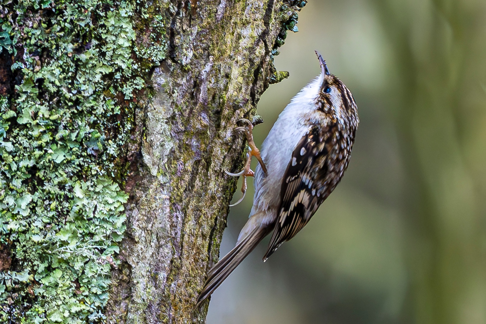 In his latest Nature Notes column, Graham Workman delights in a rare chance to see and hear a treecreeper