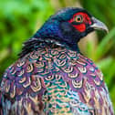 Here's a bird they gave us!