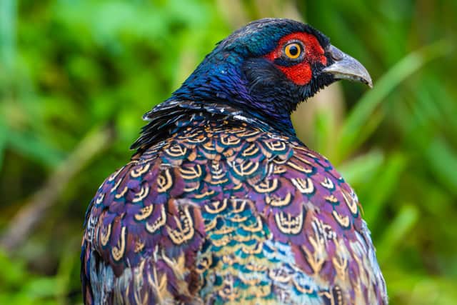 Here's a bird they gave us!